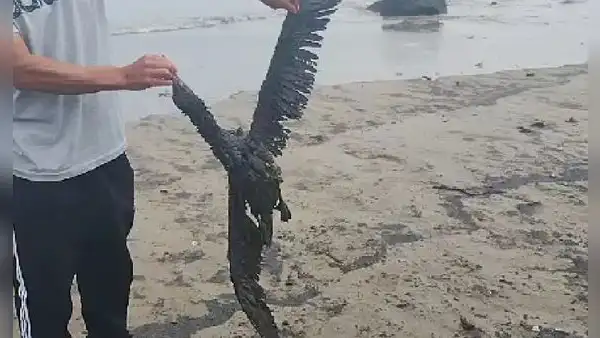 Ventanilla: reportan posible derrame de petróleo en playas Cavero y Delfines