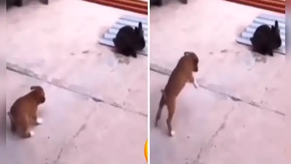 Perrito se hace amigo de un conejo y aprende a saltar como él: “Las amistades influyen”