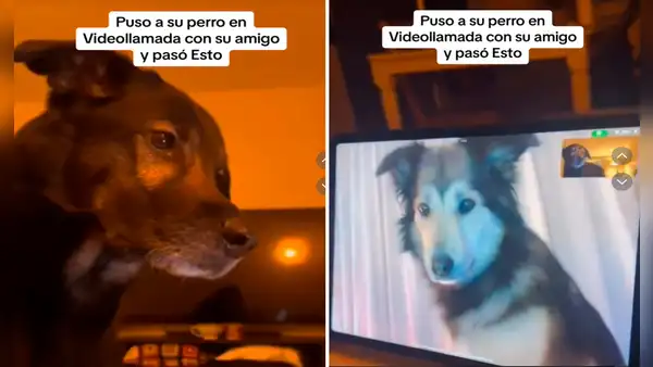 Perritos protagonizan conmovedora escena al verse por videollamada: “Hicieron llorar a miles”
