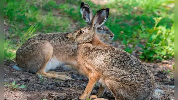 Liebre europea en Perú: parece un inofensivo animal, pero devora cultivos en el sur del país