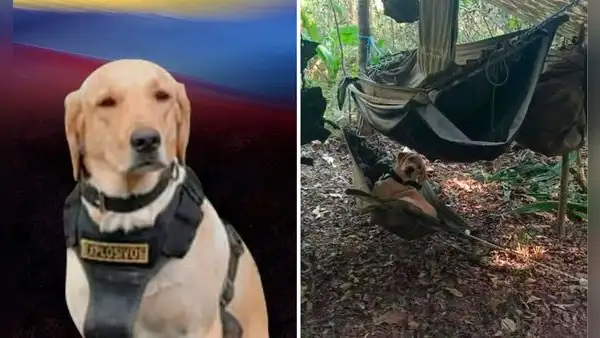 Perro antiexplosivos muere tras detectar bomba y evitar una tragedia: salvó la vida de 6 personas