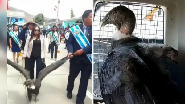 Rescatan a cóndor arrastrado durante desfile por alcalde de Coyllurqui en Apurímac