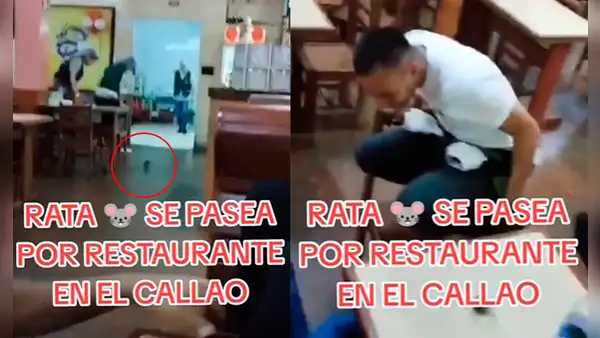 Rata hizo saltar del susto a los comensales de un restaurante en el Callao: “Tranquilos, es chefcito”