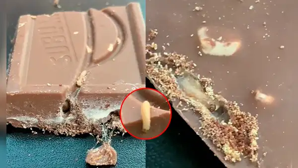 Periodista peruano compra chocolate y queda en shock al encontrar gusanos: “Me voy a morir”