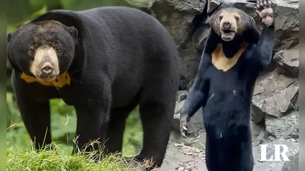 ¿Cómo es el oso malayo que pensaron que era un humano disfrazado en China?