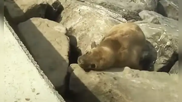 Miraflores: reportan que lobo marino se encuentra varado hace 15 días en la playa Punta Roquitas