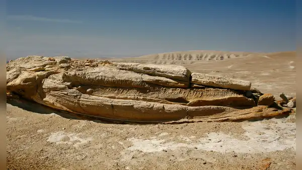 ¿Por qué el Perucetus colossus y otros animales marinos terminaron enterrados en el desierto de Ica?
