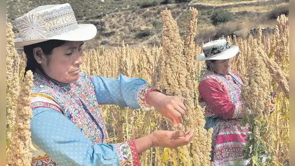 Productos orgánicos afrontan retos en sus exportaciones
