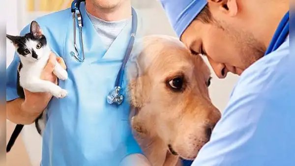 Feliz Día del Veterinario: imágenes y frases para compartir este 6 de agosto en Argentina