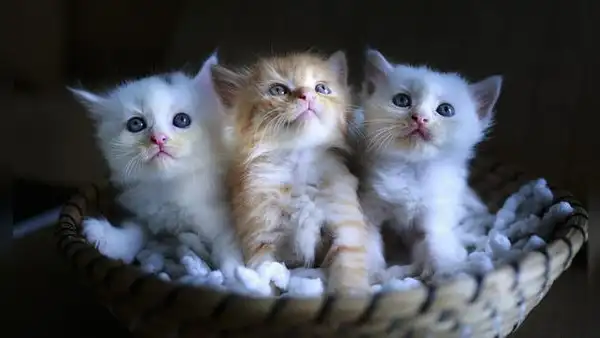 Día del Gato: ¿cuál es el origen de la fecha y por qué se celebra hoy 8 de agosto en el mundo?