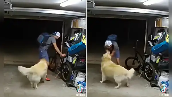 Delincuente entra a casa a robar y se detiene para acariciar a un golden: “También te quiero”