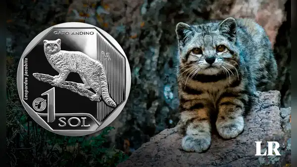 Día del Gato: conoce al gato andino, el michi peruano con su propia moneda y que está en peligro de extinción