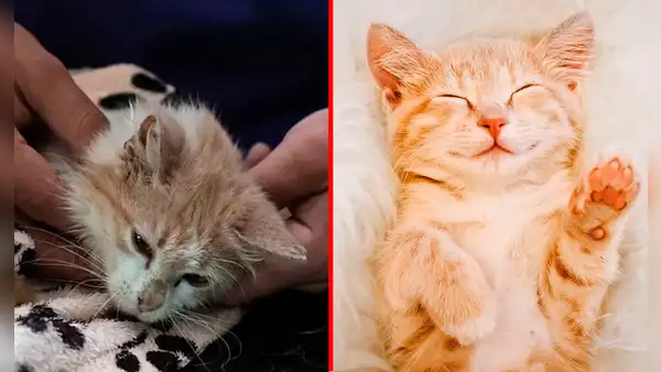 ¿Por qué se cree que los gatos son menos cariñosos que los perros? Expertas responden