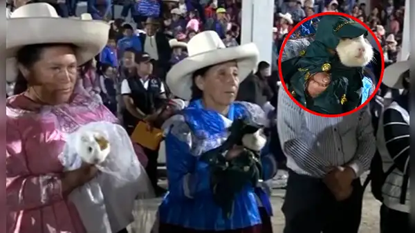 “Les deseo 500 hijos”: decenas de cuyes se unen en matrimonio en festival de Chota