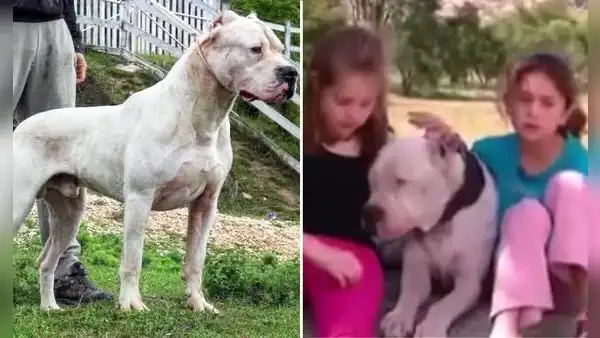 La historia de Morocho, el valiente perro que se enfrentó a un puma para salvar a 2 niñas