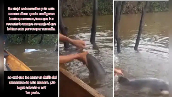 Loreto: profesor rescata a bufeo que se encontraba atrapado en el río Amazonas y enternece las redes