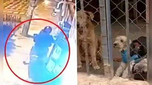 Cercado de Lima: roban colecta destinada al alimento de más de 100 perros de un albergue
