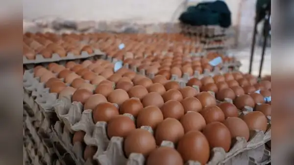 Al Perú ingresan 3,6 millones de huevos de contrabando semanalmente, denuncian Avicultores