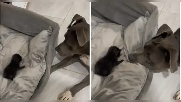 Pitbull escucha por primera vez el ronroneo de un gatito y tiene tierna reacción: “Lo mira con amor”