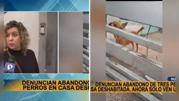 Surco: vecinos denuncian abandono de 3 perritos desde hace un año en casa deshabitada