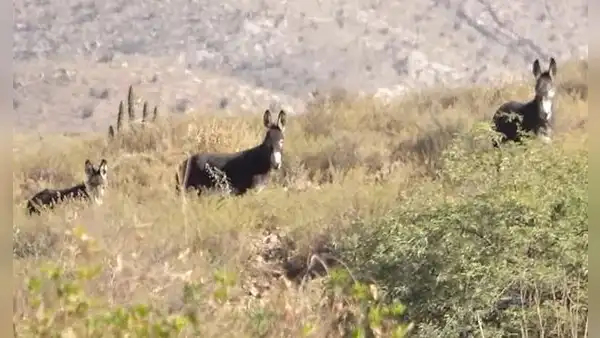 Jóvenes captan a burros salvajes en Arequipa y usuarios reaccionan: “Cuidemos la naturaleza"