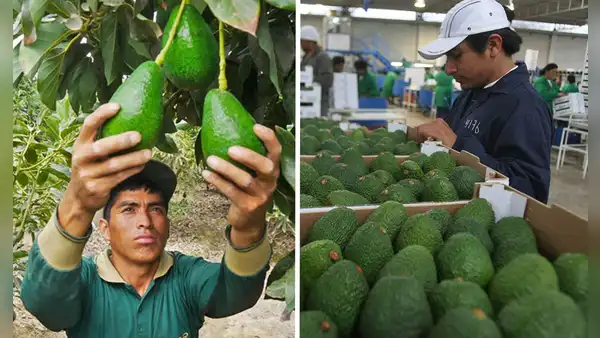 Ni China ni EE. UU.: ¿cuál es el principal destino de exportación de la aclamada palta peruana?