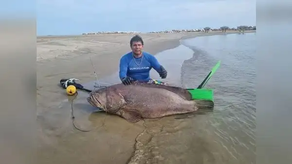 ¡Qué tal récord!: pescan mero de 195 kilos en mar de Tumbes
