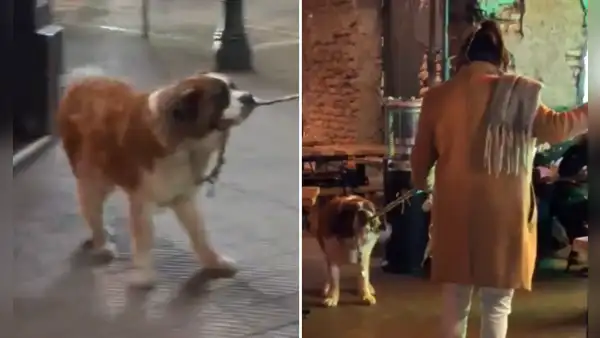 "¡Miren cómo lo jala!": perrito 'obliga' a su dueño a ir a un bar mientras estaban de paseo