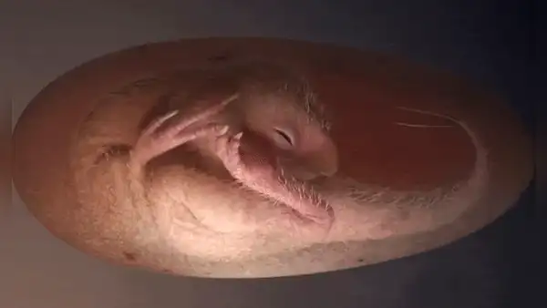 El increíble hallazgo en China de un embrión de dinosaurio intacto que se preparaba para nacer