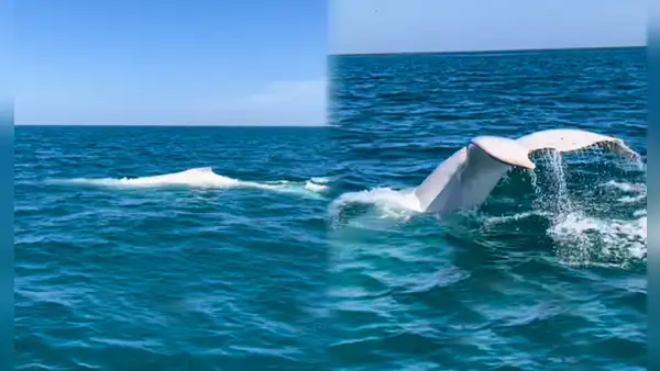 Captan por primera vez una ballena blanca en Perú: mira el video grabado en el mar de Piura