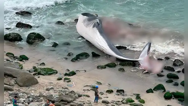 Punta Hermosa: vecinos reportan a ballena varada en la playa Señoritas