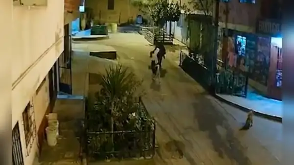 Ate: sujeto agrede violentamente a perro que se acercó a olfatearlo