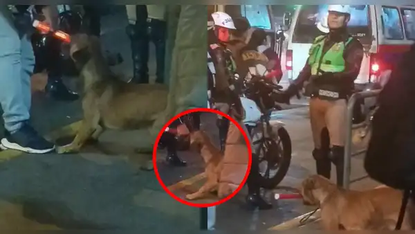 Perrito ‘se niega’ a entregar la vara luminosa a polícia y usuarios lo apoyan: “Déjenlo trabajar”