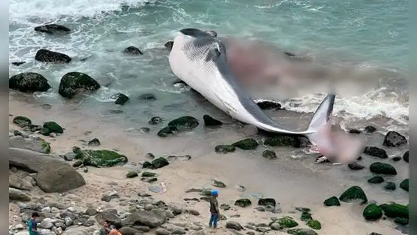 Punta Hermosa: vecinos reportan plaga de moscas por restos de ballena en el vivero municipal