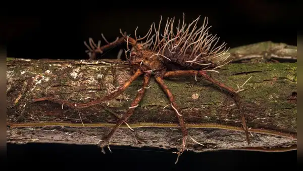 Biólogo capta a una araña gigante 'poseída' por un hongo parásito