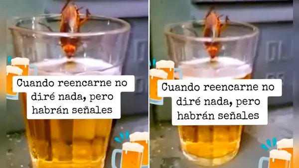 Captan a cucaracha tomando cerveza en un vaso: “Quiere ahogar sus penas”