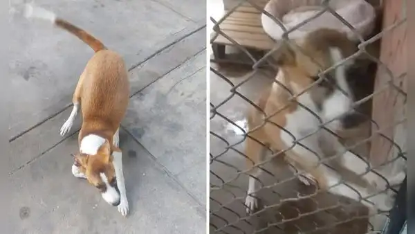 Rescatistas denuncian presunto maltrato animal en Albergue Municipal de Surco