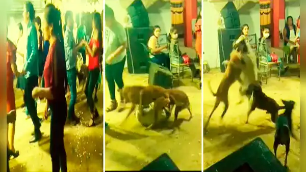 Perros inician pelea en fiesta y usuarios reaccionan: “Para qué invitan a Firu si saben cómo se pone”