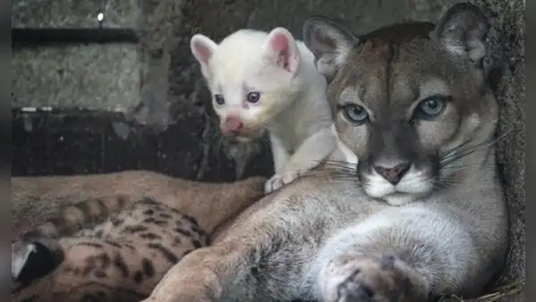 Nace un extraño puma blanco en el zoológico de Nicaragua