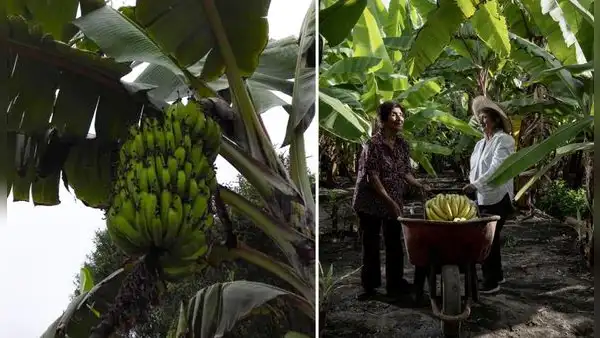 Exportan el primer contenedor con 22 toneladas de puré de plátano orgánico desde Piura a Europa