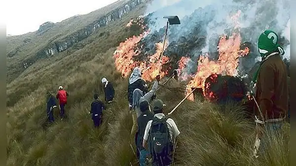 Serfor: incendios forestales se triplican este 2023