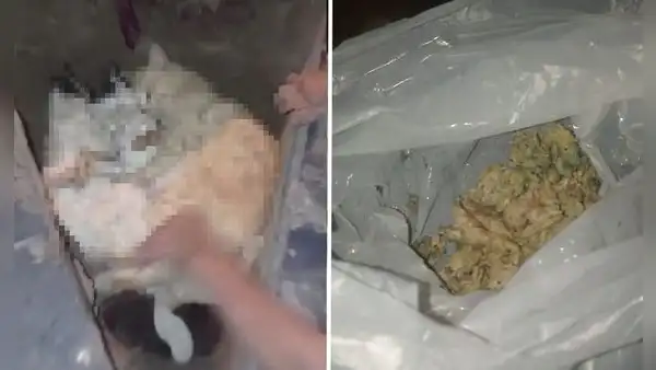 "Eran gatitos tranquilos”: vecina de Chorrillos denuncia que envenenaron a sus mascotas