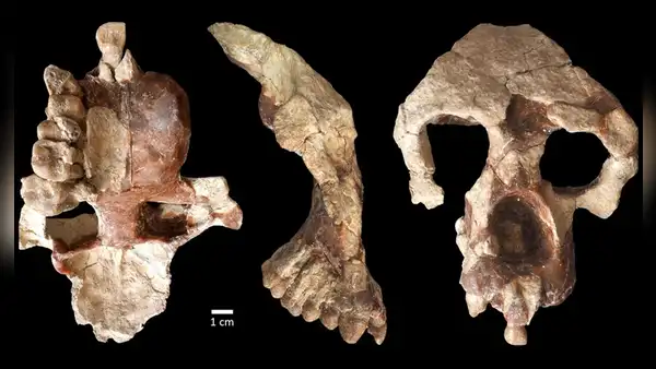 Fósil de hace más de 8 millones de años sugiere que los humanos no aparecieron en África