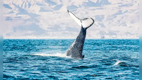 Piura y Tumbes: entre ballenas y manglares hay todo un mundo por explorar