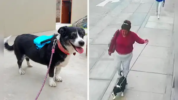 “La adopté hace 10 años”: perrita se pierde en San Miguel y dueño pide ayuda para encontrarla