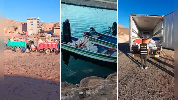 Así ingresan cerdos y carnes de Bolivia de contrabando sin ningún control en Puno