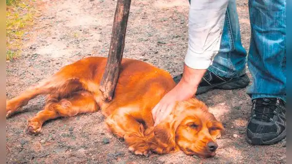 Maltrato animal: ¿qué municipios impusieron multas por violencia contra mascotas en 2023?