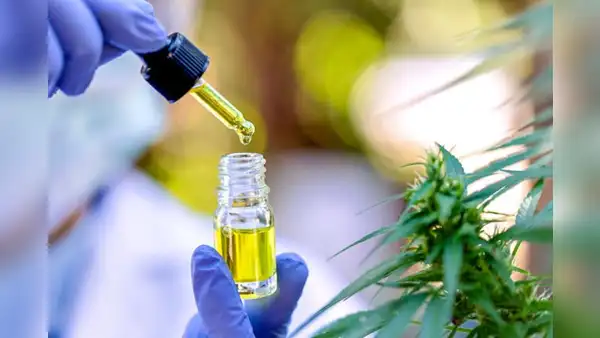 Nuevo reglamento de cannabis para uso medicinal en el Perú: ¿de qué trata y en qué casos aplica?