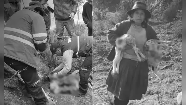 Hallan 33 ovejas muertas en Apurímac: tienen perforaciones en el cráneo, dijo alcalde
