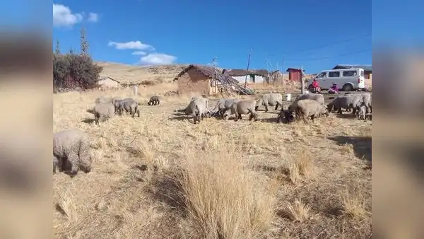 Extraña muerte de 30 ovejas en Apurímac y el mito del "chupacabras"